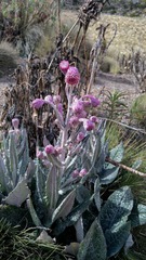 Senecio roseus
