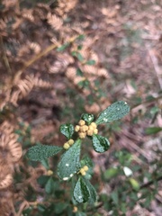 Asterolasia asteriscophora albiflora