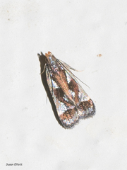 Dichomeris ochripalpella