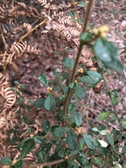 Asterolasia asteriscophora albiflora