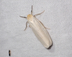 Crambidia xanthocorpa