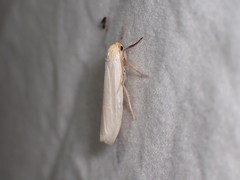 Crambidia xanthocorpa