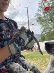 Thamnophis elegans vagrans