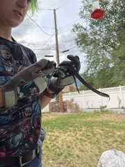 Thamnophis elegans vagrans