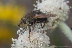 Epalpus
