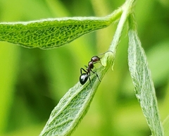 Dolichoderus pustulatus