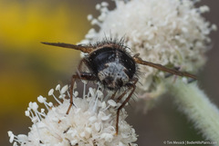 Epalpus