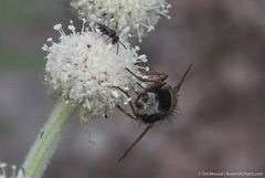 Epalpus