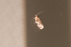 Phaecasiophora confixana