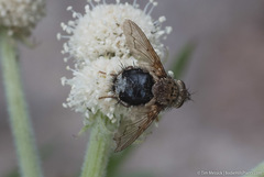 Epalpus