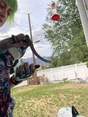 Thamnophis elegans vagrans