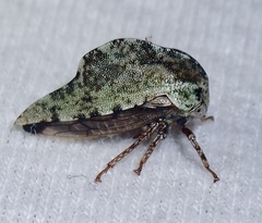 Telamona westcotti