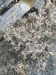 Lomatium nudicaule