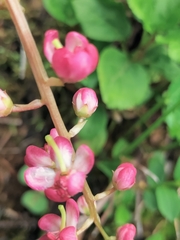 Pyrola asarifolia incarnata