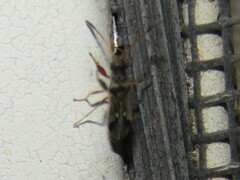 Pseudopachybrachius vinctus
