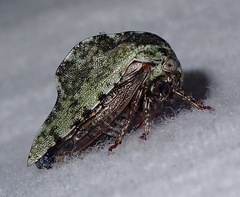 Telamona westcotti