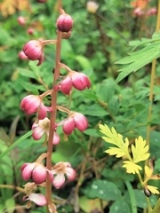 Pyrola asarifolia incarnata