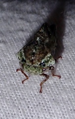 Telamona westcotti