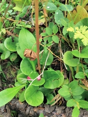 Pyrola asarifolia incarnata