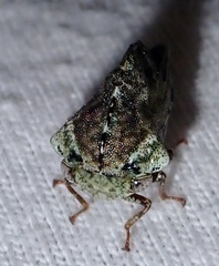 Telamona westcotti