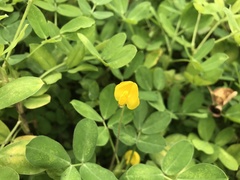 Arachis duranensis