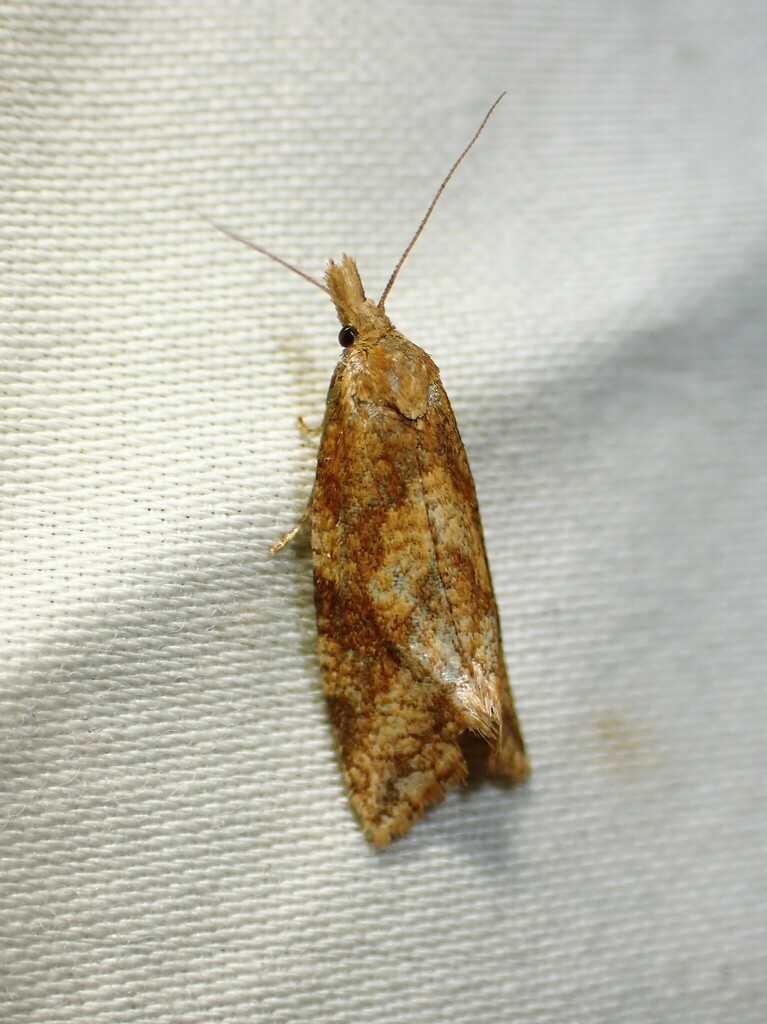 Reddish Aethes