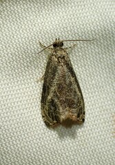 Olethreutes exoletum