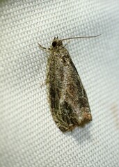 Olethreutes exoletum