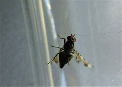 Pseudotephritis vau