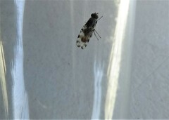 Pseudotephritis vau