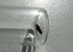 Pseudotephritis vau