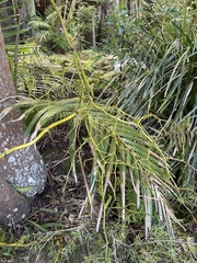 Pseudovanilla foliata