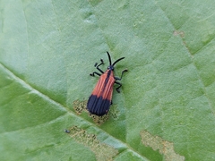 Oxychalepus posticatus