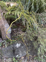 Pseudovanilla foliata