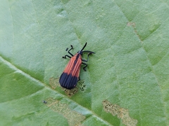 Oxychalepus posticatus