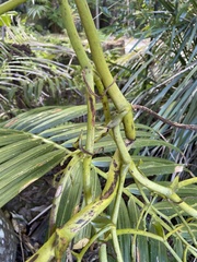 Pseudovanilla foliata
