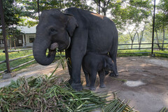 Elephas maximus sumatranus