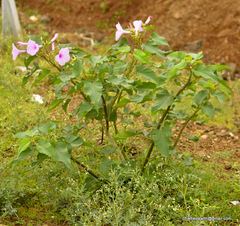Ipomoea carnea fistulosa