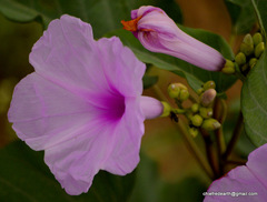 Ipomoea carnea fistulosa