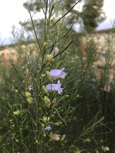 Purple Fuchsia Bush (Eremophila gibsonii)