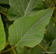Ipomoea carnea fistulosa