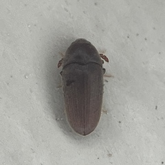 Trixagus chevrolati