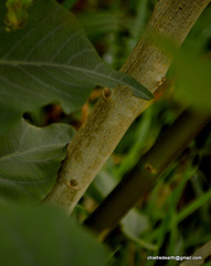 Ipomoea carnea fistulosa
