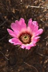 Echinocereus chisosensis