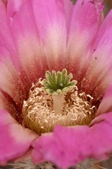 Echinocereus chisosensis