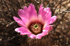 Echinocereus chisosensis