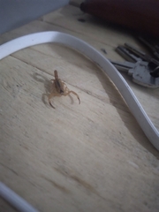 Tityus stigmurus