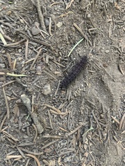 Hemileuca eglanterina