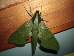 Xylophanes belti