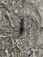 Hemileuca eglanterina